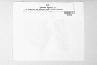 Mycosphaerella aquilina image